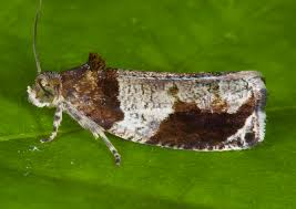 Image result for Hunteria myriantha