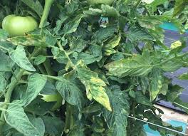 The great tomato tasting at the snyder research & extension farm will have many rutgers varieties for tasting. Leaf Mold In Tomato Plant Pest Advisory