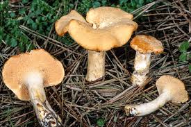 Image result for Hydnum repandum