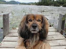 Dauchsund Cockerspaniel Mix Breed Dog Photos All Mutt Kelly Long Hair Dachshund Cocker Long Haired Dachshund Wire Haired Dachshund Dachshund Mix
