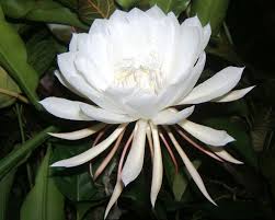It needs a place with sun, otherwise there will be no flowering. Unique Facts And Information Queen Of The Night Beautiful And Rare Epiphyllum Oxypetalum