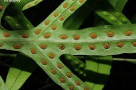 Image result for Microsorum scolopendria