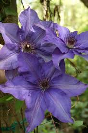 Image result for Clematis dolichopoda