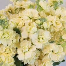 Stock Light Yellow Flower Fiftyflowers Com Yellow Wedding Flowers Light Yellow Weddings Yellow Flowers