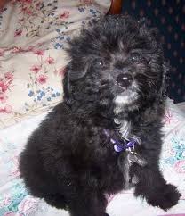 These fluffy, playful, & lovable pomapoo puppies are a cross between a pomeranian & a poodle. List Of Pomeranian Mix Breed Dogs