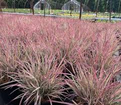 Image result for Schizachyrium