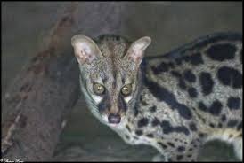 Genette was largely responsible for the reintroduction of a rhetorical vocabulary into literary criticism, for example such terms a. Genette Picture Of Olmense Zoo Olmen Tripadvisor