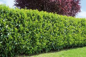 Maybe you would like to learn more about one of these? Best Privacy Hedges Evergreens For Privacy Instanthedge Blog