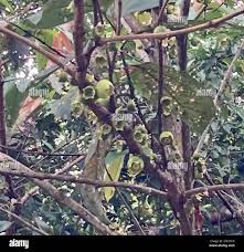 Image result for Bellucia pentamera