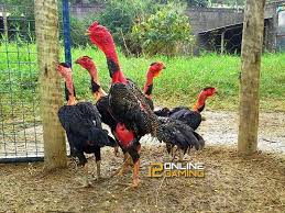 Mengenal ayam saigon ayam petarung asli datang dari negara. Ciri Dan Keunggulan Ayam Aduan Vietnam Berita Sabung Ayam