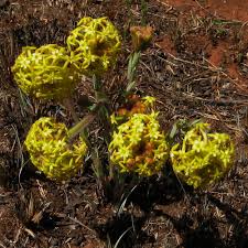 Image result for Gnidia