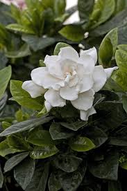 Flower buds will fail to form if day temperatures are higher. Growing Gardenias How To Care For Gardenia Plants Garden Design