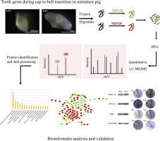 Quantitative Proteomic Analysis Of Deciduous Molars During