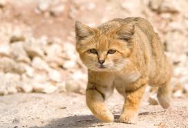 ‪Get to Know These Enchanting Small Wild Cats - Modern Cat‬‏