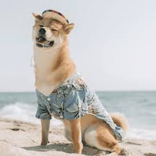 İş adamı elon musk'ın dogecoin'e ait tweeti ile kripto para piyasalarını etkiledi. Elon Musk Tweets And Dogecoin Triples Overnight The Street Crypto Bitcoin And Cryptocurrency News Advice Analysis And More