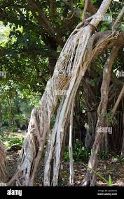 Image result for Ficus abutilifolia