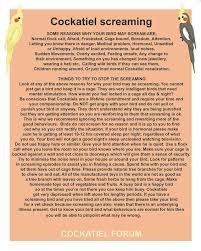 Great Info Before You Get Mad At Your Bird For Screaming Please Give This A Read Cockatiel Care Cockatiel Bird Care