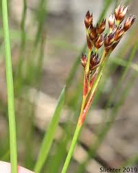 Image result for Juncus balticus