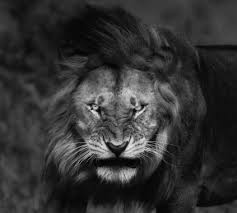 Check spelling or type a new query. Free Black Lion Wallpaper Black Lion Wallpaper Download Wallpaperuse 1