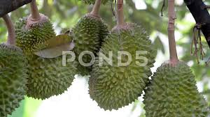 We did not find results for: Musang King Durian Tree In Farm Stock Video Pond5