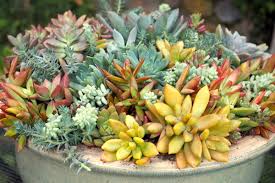 We did not find results for: Plant A Pot With Colorful Rosette Succulents Debra Lee Baldwin