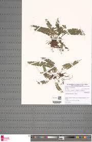 Image result for Asplenium dregeanum