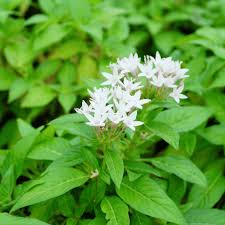 Image result for Pavetta uniflora