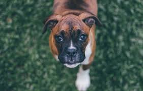 Maybe you would like to learn more about one of these? Study Dogs Experience Profound Personality Changes As They Age Study Finds