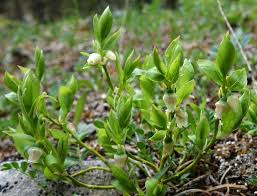 Image result for Vaccinium stanleyi