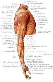 Arm muscles can also be classified by their compartments or regions. In Depth Anatomy Of Neck Chest Shoulder Upper And Lower Arm Shoulder Muscle Anatomy Shoulder Anatomy Leg Anatomy