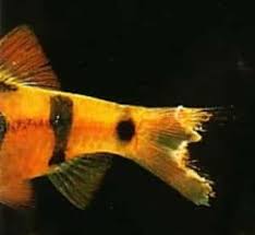 Api melafix is a great treatment for. Struggling With Fin Rot Here S How To Cure It Fast Fishkeeping Advice