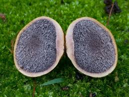 Image result for Scleroderma cepa