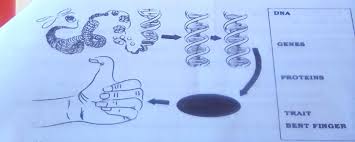 By coding for proteins, genes determine an organisms inherited traits. 1 What Are The Roles Of The Dna Genes And Proteins In Each Trait 2 How Would You Relate The Brainly Ph