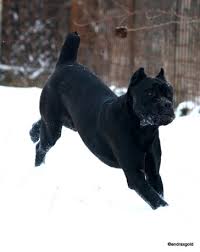To his breeders and his fans goes the job of keeping him that way. Cane Corso