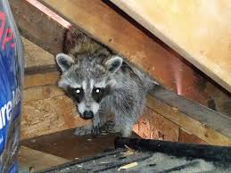 Large owls and eagles will prey on young raccoons. How Do Raccoons Protect Their Babies