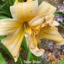 We did not find results for: Hemerocallis Solar Blast Daylily Solar Blast Uploaded By Cashclan