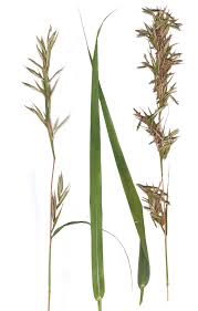 Image result for Cymbopogon caesius