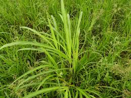 Image result for Rottboellia cochinchinensis