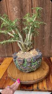 Image result for Euphorbia fanshawei
