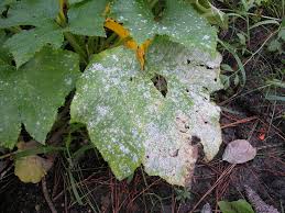 An Easy Diy Homemade Garden Fungicide The Grow Network Powdery Mildew Plant Diseases Garden Problems