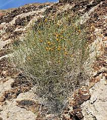 Image result for Cribbia