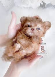 Shih tzu puppy for sale near georgia, sugar hill, usa. Cup Puppy Price Novocom Top