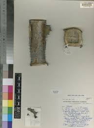 Image result for Euphorbia fortissima