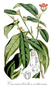 Image result for Canellaceae