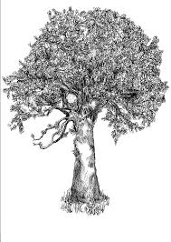Rowan Tree 5 Rowan Tree Tree Drawing Magical Tree