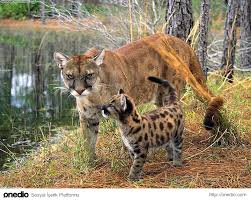 Muhtemelen Neslinin Tukenisine Sahit Olacagimiz 25 Hayvan Vahsi Hayvanlar Pumas Ve Hayvan
