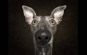 It may be a bit harder to find clients here since most pet owners don't like the idea of hiring a random person from craigslist to keep n aye on. 10 Dog Photography Tips By A Pet Photographer