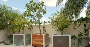 Goes by the name teak, it additionally holds therapeutic worth. Fastest Growing Trees In India Blog Nurserylive Com Gardening In India Fast Growing Trees Growing Tree Rooftop Planters