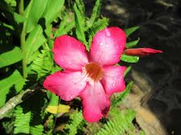 Maybe you would like to learn more about one of these? Plants Flowers Trees Of Vietnam Vietnam Coracle Independent Travel Guides To Vietnam