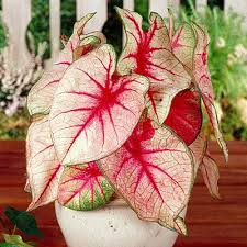 Image result for Caladium